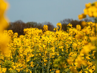Obraz premium field of yellow flowers