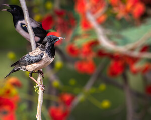 Rosy Starling