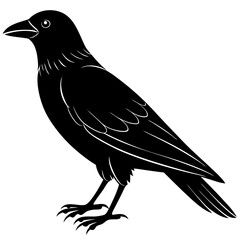 crow on a white background