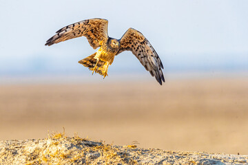 Montagu's Harrier