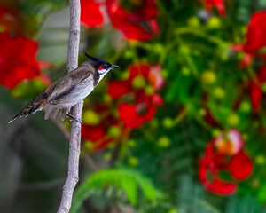 Red Whiskered Bulbul
