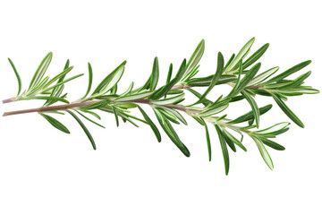 Fototapeta premium Rosemary Branch Isolated On on a transparent background