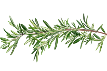 Rosemary Branch Isolated On on a transparent background