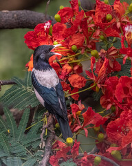 Rosy Starling