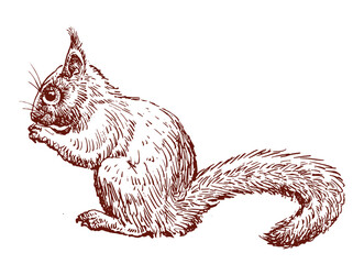 Sketch of cute forest squirrel, rodent, wild animal, side view, realistic hand drawing, vector illustration isolated on white