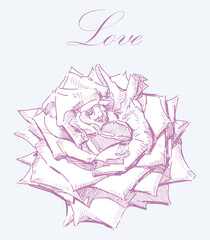 Greeting card with single white rose flower head sketch, valentines, lettering love, vector illustration