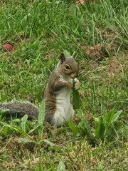 squirrel in the park