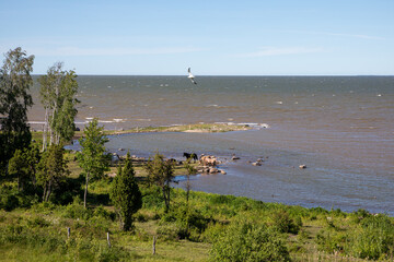 Horses Grazing and Interacting on Coastal Pasture, Muhu Island, Estonia