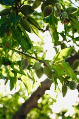 Close-up of young almonds growing on a tree in spring.