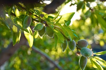 Fototapeta premium Developing almond fruits on tree branches in natural spring light.