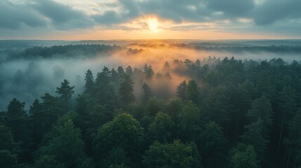 Sunrise over misty forest, aerial view