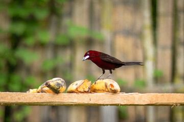 aves silvestres