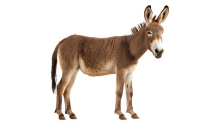 A brown donkey standing in a field isolated against a black background isolated on transparent background