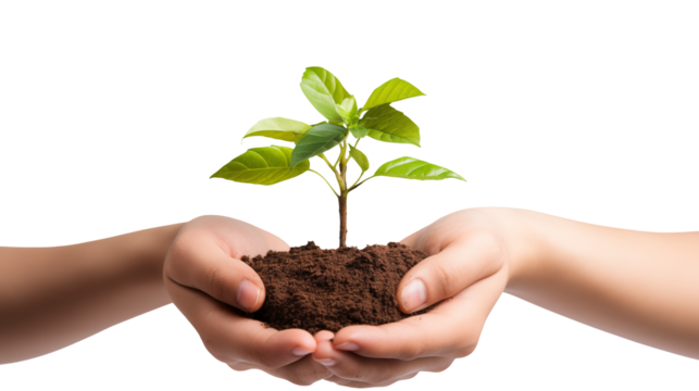 Hands holding soil with a small plant growing out on a black background isolated on transparent background