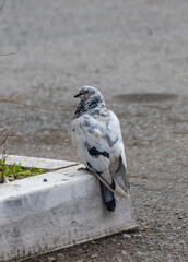 Black and white pigeon. High quality photo