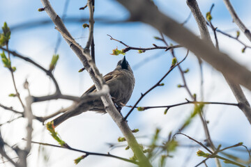 Bird at spring. Blue sky background. High quality photo. Soft focus