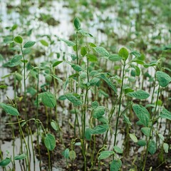 Lush Green Soybean Plants Growing in a Field