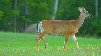 Female deer herd in wilderness nature at Manitoulin Island, Ontario, Canada. Wildlife and fauna. Deer is feeding and playing in the meadow near forest. White-tail Female or doe.