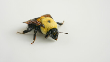 Bumblebee macro close up.  Early April Bumble bee frost bite. Insect bee that collecting pollen in during pollination summer time. Decline of bumblebee populations and extinction.