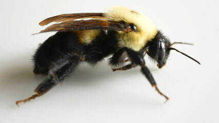 Bumblebee macro close up.  Early April Bumble bee frost bite. Insect bee that collecting pollen in during pollination summer time. Decline of bumblebee populations and extinction.