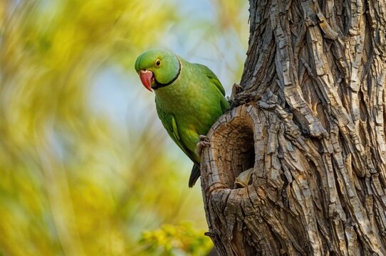 A lively green parrot is curiously peeking from its nest within a weathered tree trunk, basking in the warmth of a sunlit day, with lush foliage providing a backdrop of serenity.