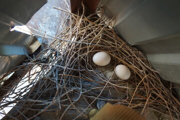pigeon eggs in the nest