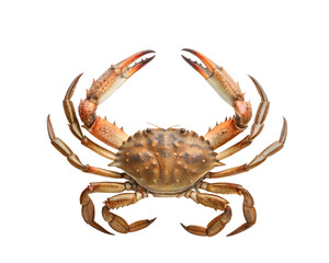 crab on white background