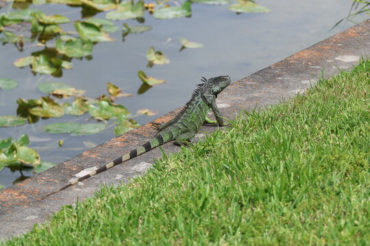 Green Iguana Sitting on a Seawall