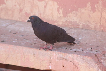 Black Pigeon Close Up Shot