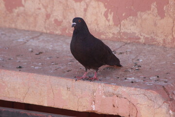Black Pigeon Close Up Shot