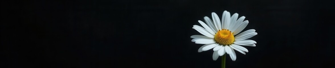 Fototapeta premium Delicate white daisy, dramatic black backdrop, black, dark background