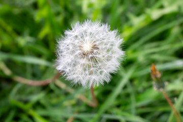 Close-up of a dandelion seed head with soft white seeds in sharp focus