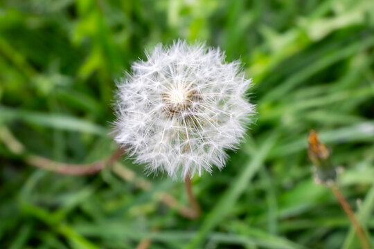 Close-up of a dandelion seed head with soft white seeds in sharp focus - Powered by Adobe