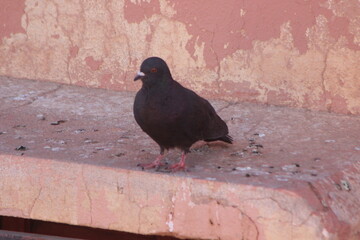 Black Pigeon Close Up Shot