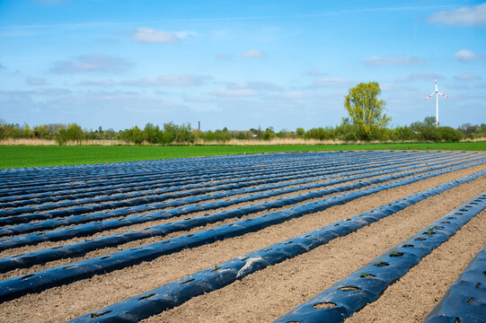 Rhubarb plantation in rows, covered with plastic Celles Schalafie, Hainaut, Belgium