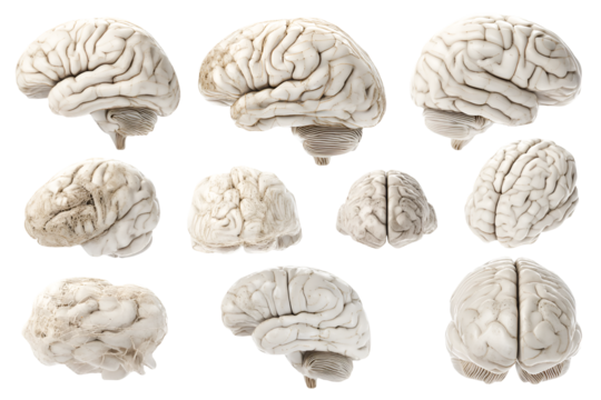 Multiple views of a human brain showcasing its intricate structure and complexity a detailed anatomical study