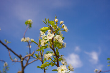 Close-Up of Blossoming Apple Tree Branch &ndash; Spring Orchard Concept