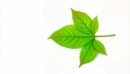 Green leaf on white background
