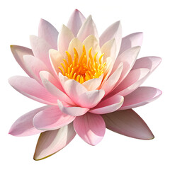 Pink Water Lily Blossom: A close-up shot of a delicate pink water lily, with its soft petals unfurling around a golden center, a symbol of purity, rebirth, and tranquility.