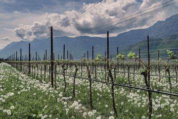 Spring in the vineyards of South Tyrol