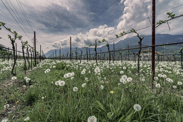Spring in the vineyards of South Tyrol