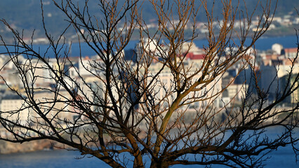 Tree branches against the background of an illuminated white city on the seashore