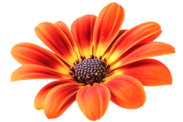 Vibrant Orange Flower Blooming Boldly Beautiful Nature