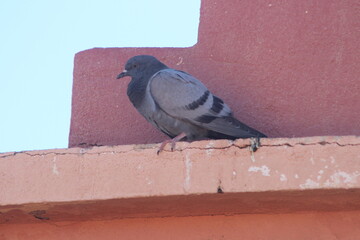 Rock Pigeon Close Up Shot