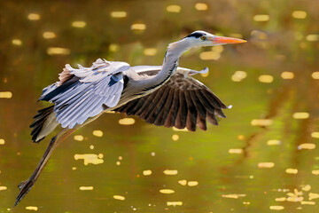 Ein Graureiher fliegt über den Teich
