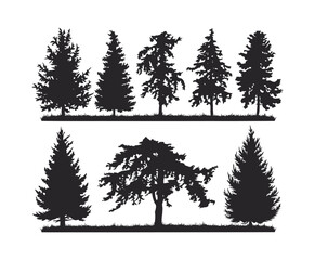 Fototapeta premium Cedar Tree Silhouette Vector Template with White Background