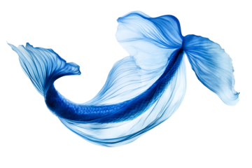 Elegant Blue Betta Fish Graceful Movement Underwater Dance