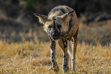 African wild dog (Lycaon pictus), also called painted dog and Cape hunting dog in an african game reserve