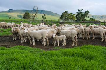 Obraz premium Merino sheep farm pasture land in midlands meander KZN South Africa