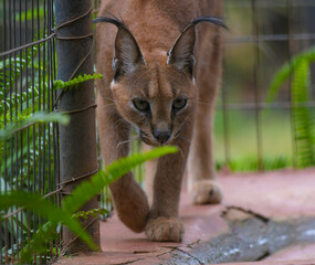 Caracal or African golden cat with it's protruding ears is also called as desert lynx